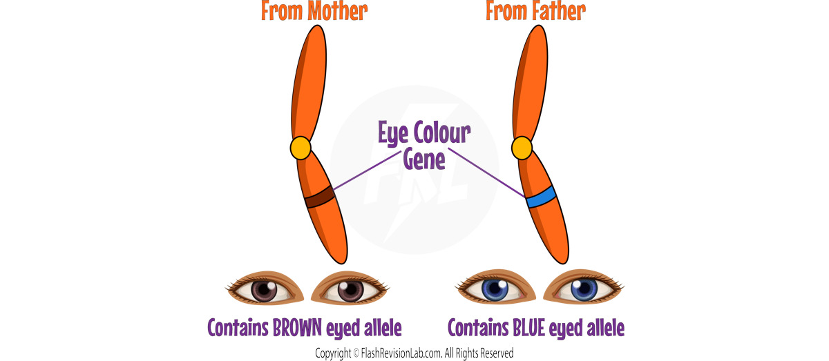 Alleles